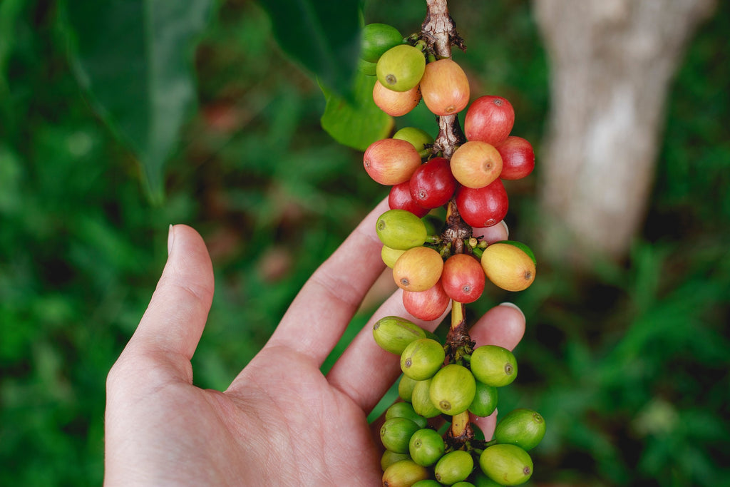 Sustainability in the Coffee Industry